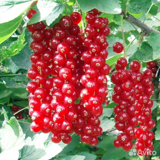 Смородина красная длинно кистевая Йонкер Ван Тетс