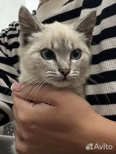 Отдам даром котенка девочку