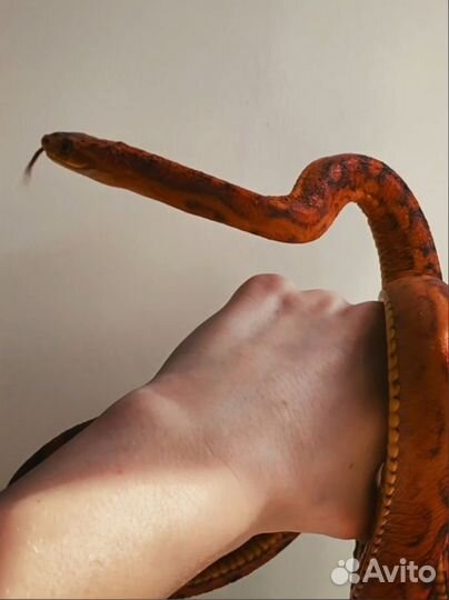 Передержка домашних животных/экзотических животных