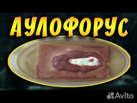 Меченосцы,корм для рыбок Аулофорус,Улитки катушки