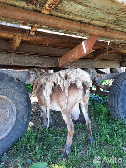 Бараны катумские