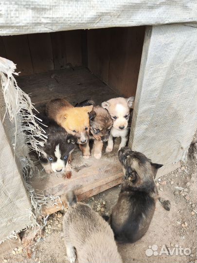 Щенки бесплатно