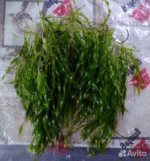 Аквариумное растение валеснерия