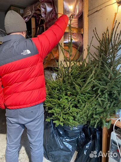 Ель обыкновенная живая 1.8 м