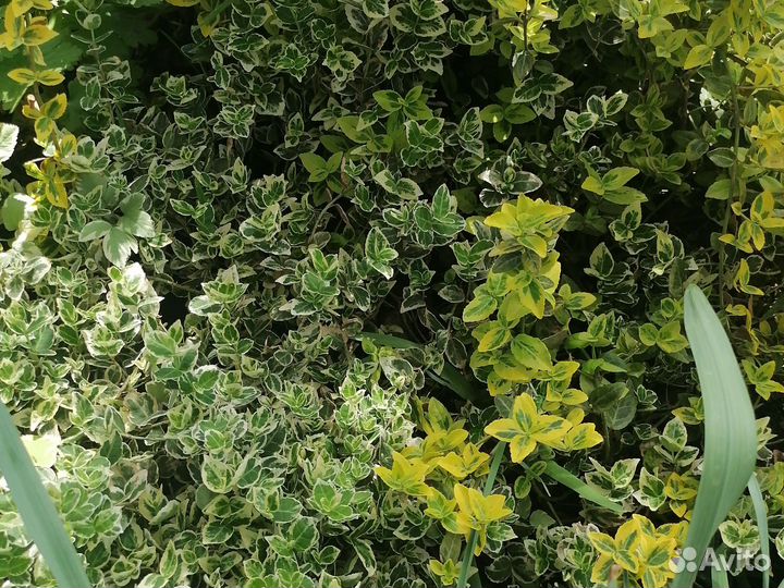 Садовые растения