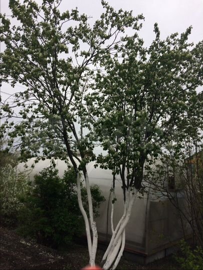 Дача 50 м² на участке 4 сот.