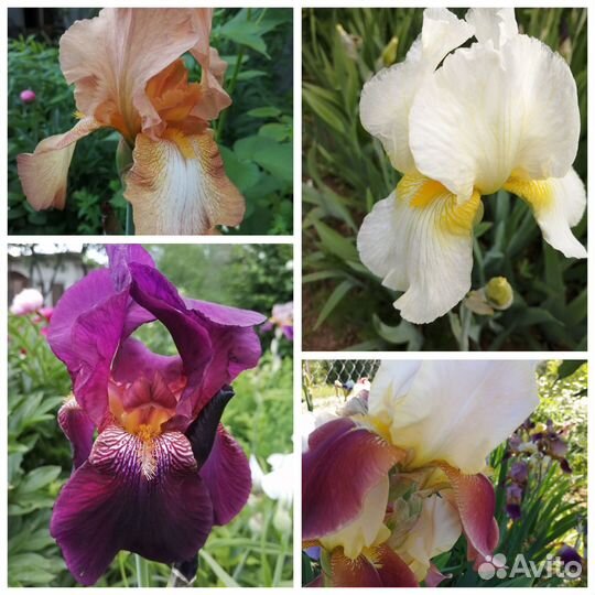 Ирисы смесь /многолетники