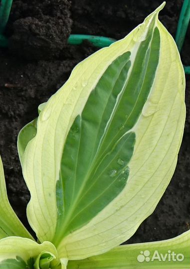 Хосты - 3 часть