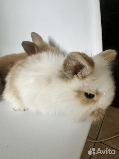 Карликовые кролики декоративные вислоухие