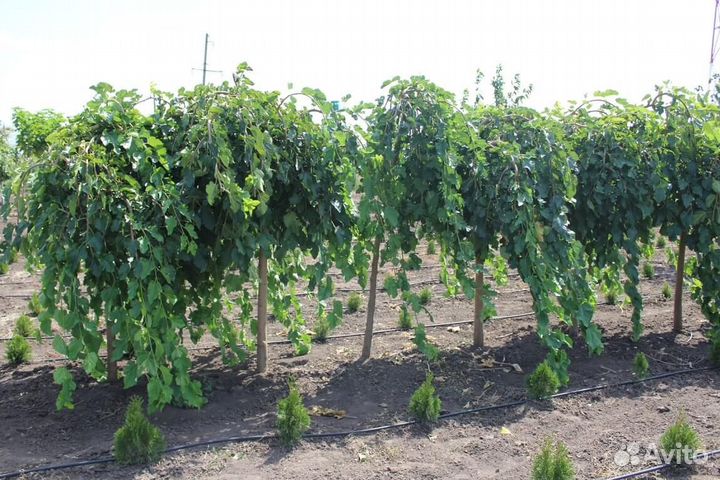 Саженцы-деревья Шелковицы на Штамбе