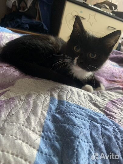 Котенка в добрые руки