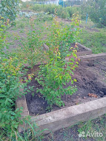 Абрикосы саженцы