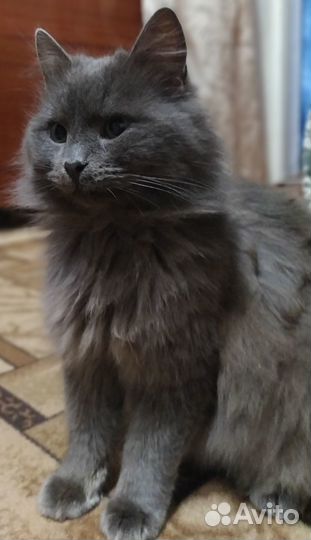 Котики бесплатно в добрые руки