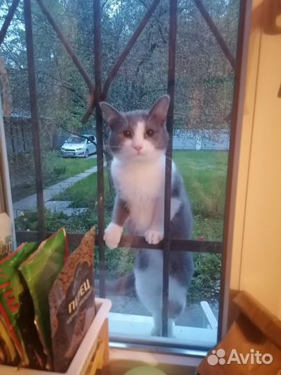 Котик, 9 мес., в добрые руки