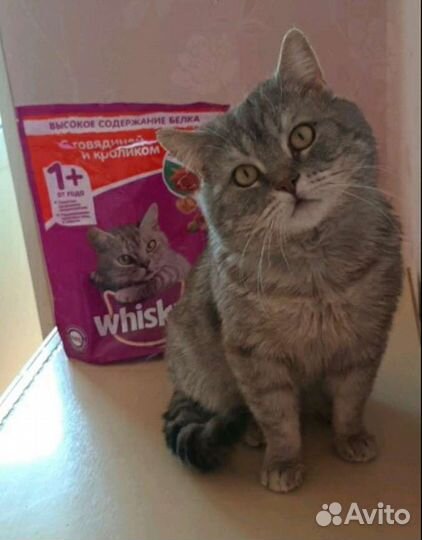 Старички котики ищут помощь и приют