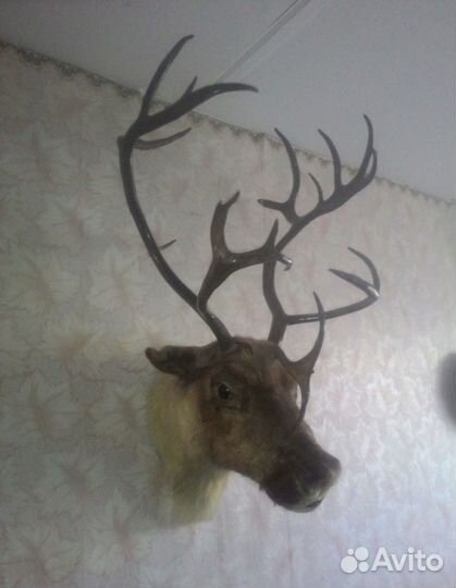 Голова оленя (марала)