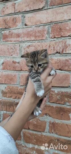 Котенок в дар бесплатно