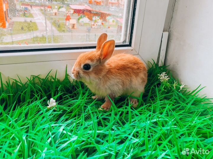Карликовый кролик супер мега мини