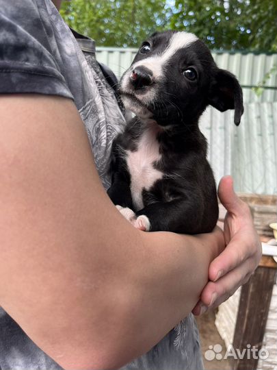 Продаем щенков