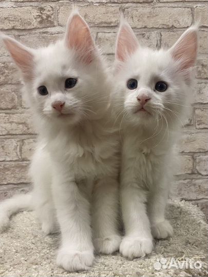 Котята мейн-кун