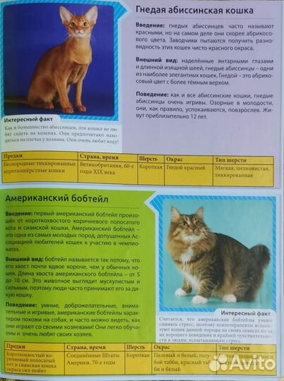 Энциклопедия Все о кошках