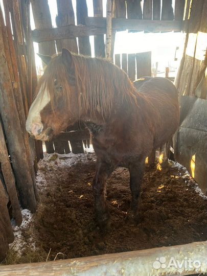 Лошадь жеребец русский тяжеловоз