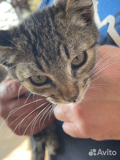 Котята крысоловы