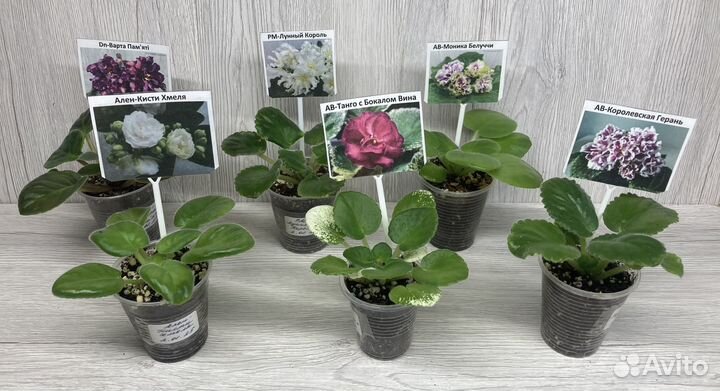 Небольшие детки сортовых фиалок