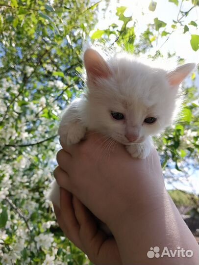 Котята в добрые руки 1 месяц