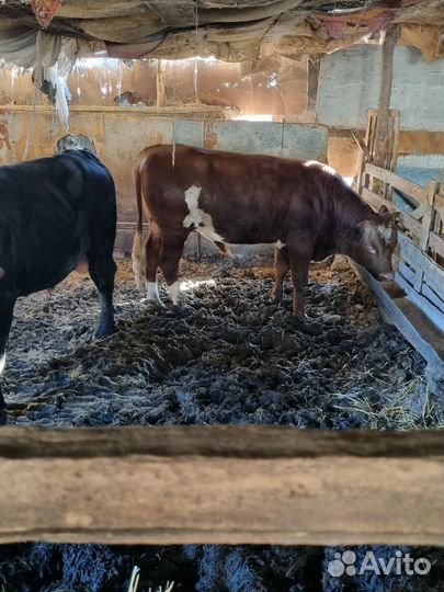Бычки 1,5 года