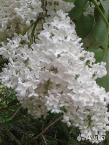 Сирень обыкновенная