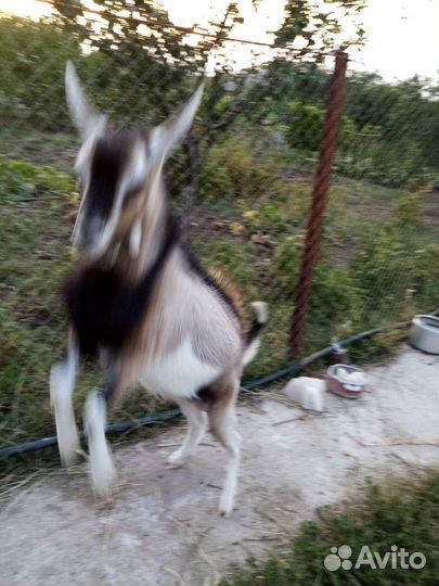 Козел на племя
