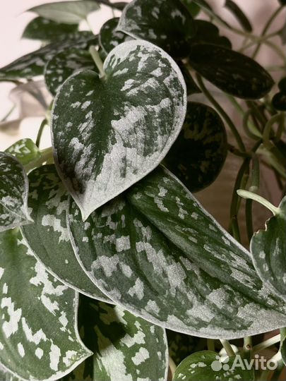 Сциндапсус пиктус