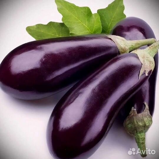 Рассада томатов, перцев, баклажан