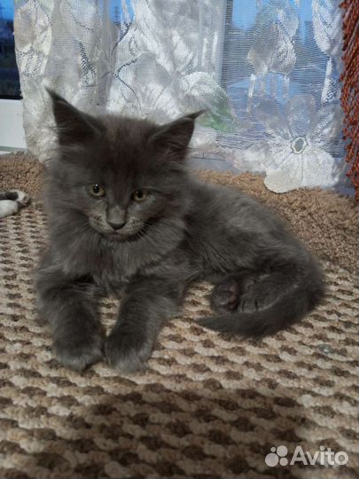 Котята мейн-кун