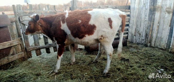 Продам тёлку