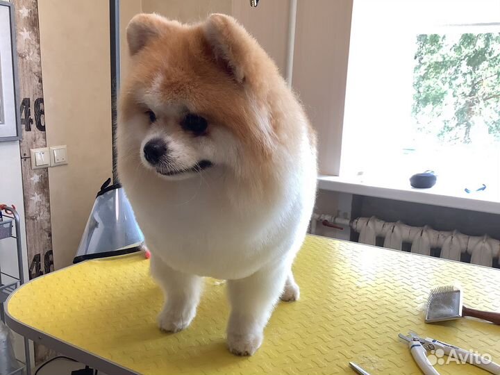 Стрижка кошек и собак, груминг кошек и собак