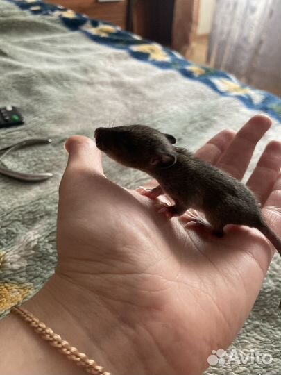 Декоративная крыса дамбо