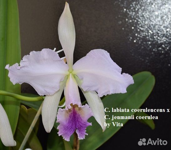 Орхидея каттлея сортовая