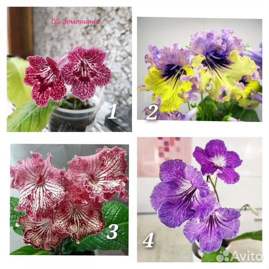 Стрептокарпусы