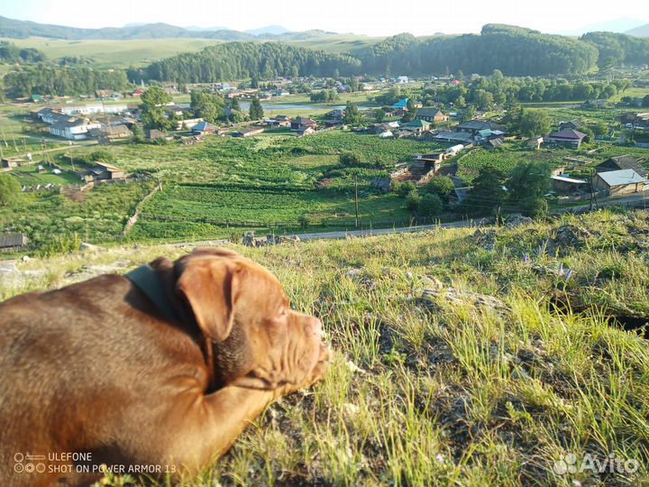 Американский булли вязка