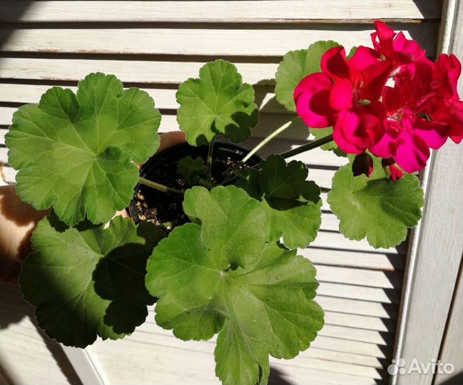 Пеларгония (Герань)