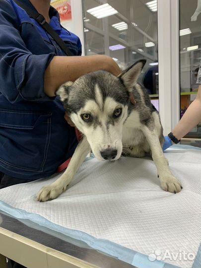 Сибирский хаски