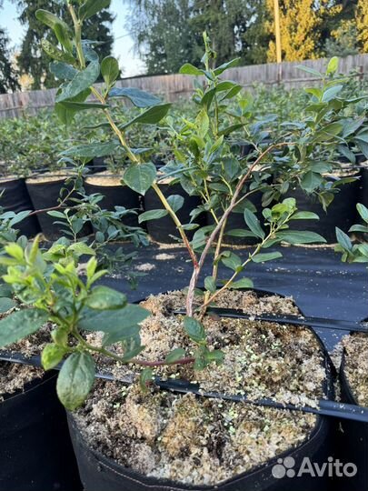 Голубика в 50-литровых гроубэгах