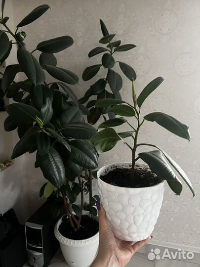 Фикус каучуконосный