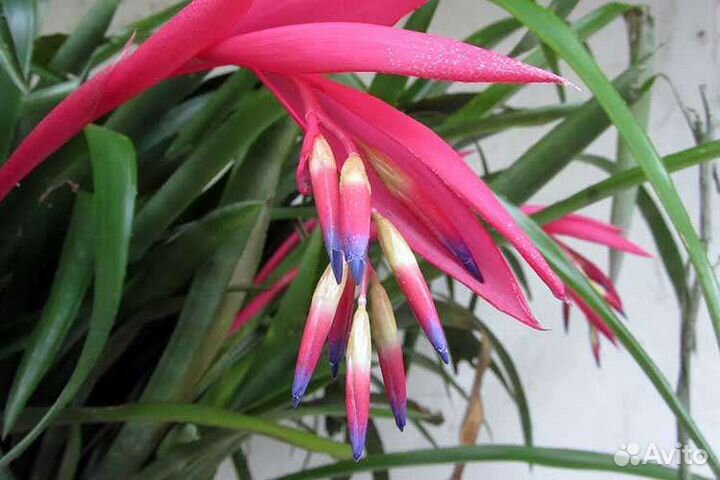 Бельбергия-слезы королевы