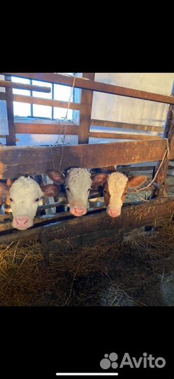 Бычки мясного направления