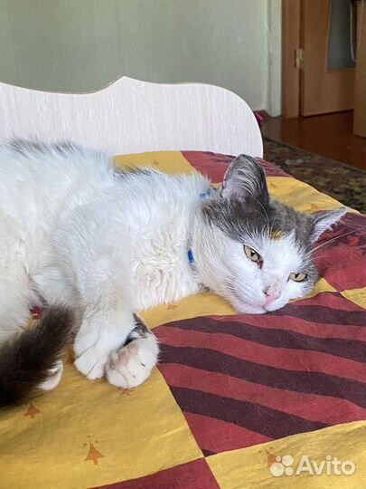 Кот в добрые руки