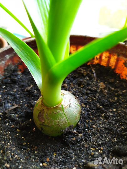 Индийский (китайский) лук