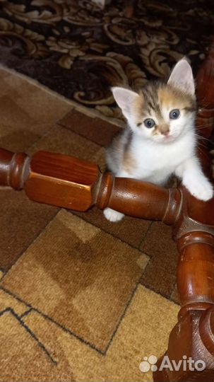 Домашние животные кошки